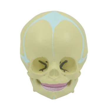30 Savaičių Kūdikis dėl Galvos Kaukolės Anatomijos Modelis su Slankiosiomis Apatinio Žandikaulio 1:1 Gyvenimo Dydis Dropship