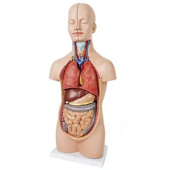 52CM12 Vnt Nuimamas Žmogaus Kūno Anatomijos Modelis Žmogaus Kūno Organų Anatomijos Modelis Medicinos Mokymo,Ugdymo Ekranas