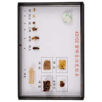 Bičių Pavyzdį Biologinio Eksperimento Egzempliorių pradinės ir Vidurinės Mokyklos, Medienos