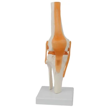 Žmogaus Kelio Sąnario Anatomijos Modelis Surenkant Žaislą Mokymo Anatomijos Modelis 