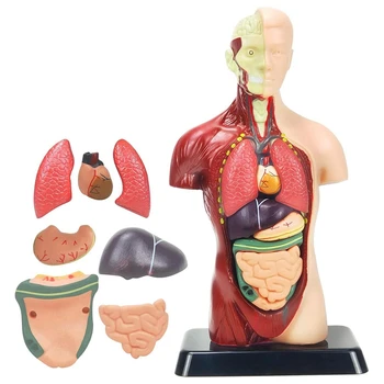 Žmogaus Kūno Modelis Vaikams Spalvotų Plastikinių Žmogaus Kūno Anatomijos Modelis Žaislai 8 Vnt Nuimamas Anatomija Lėlė Su Širdies & Organų