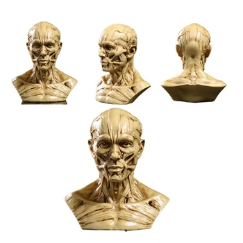 Žmogaus Raumenų Skeletas Galvos Modelį, Raumenų, Galvos Kaukolės Anatomijos Skulptūros Meno Eskizas Medicinos Mokymosi reikmenys